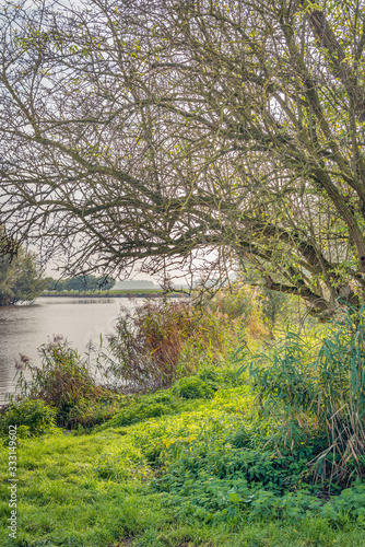 Wallpaper Mural View over a small lake along the bare branches of a tall shrub. In the foreground are grass, nettles, reeds and other wild plants. It is autumn in the Netherlands. Torontodigital.ca