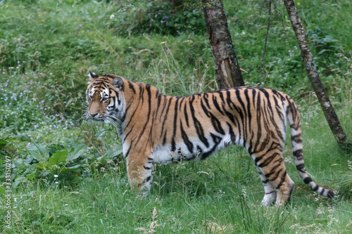 Siberian Tiger  Panthera tigris altaica  or Amur Tiger