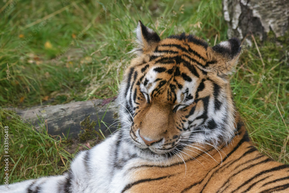 Siberian Tiger (Panthera tigris altaica) or Amur Tiger laying in the grass