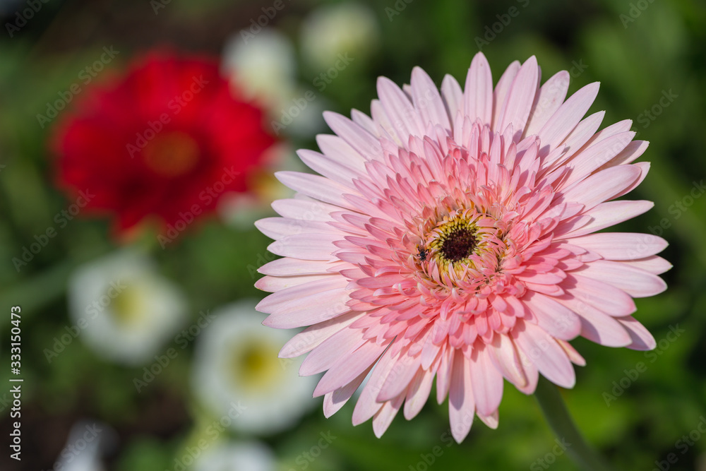 Chrysanthemums flower in botanical garden at sunny summer or spring day for postcard beauty decoration and agriculture design.