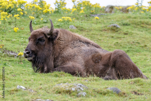 European Bison (Bison bonasus)