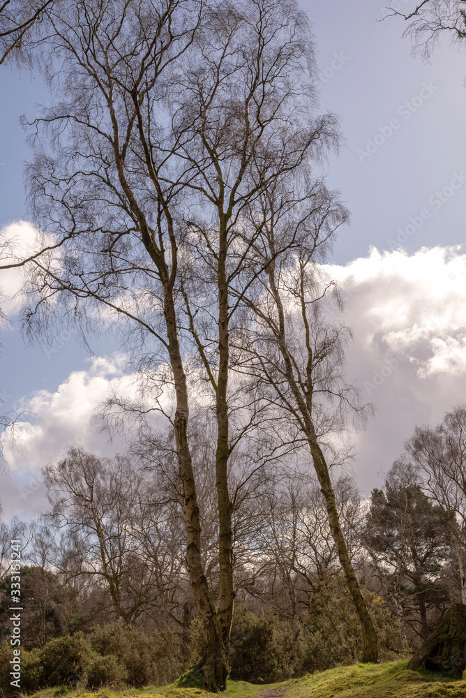 Woodland scene. Woodland scene.