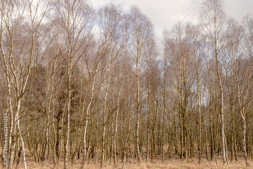 A line of silver birch trees.