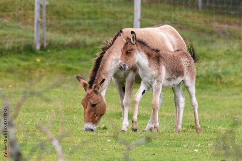 Przewalski Horse  Equus ferus przewalskii 