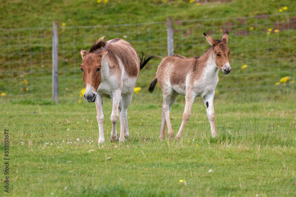 Przewalski Horse (Equus ferus przewalskii) and foal Przewalski Horse (Equus ferus przewalskii) and foal