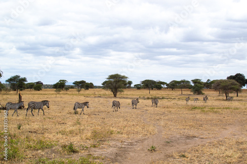 Group of zebras walking in the savannah of Tarangire National Park  in Tanzania