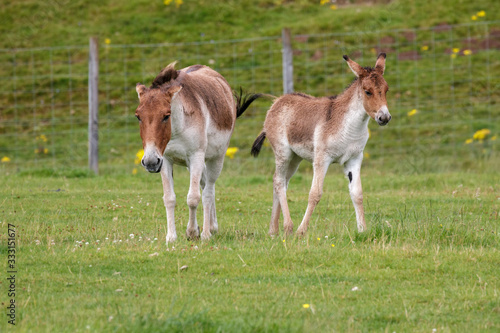 Przewalski Horse  Equus ferus przewalskii  and foal
