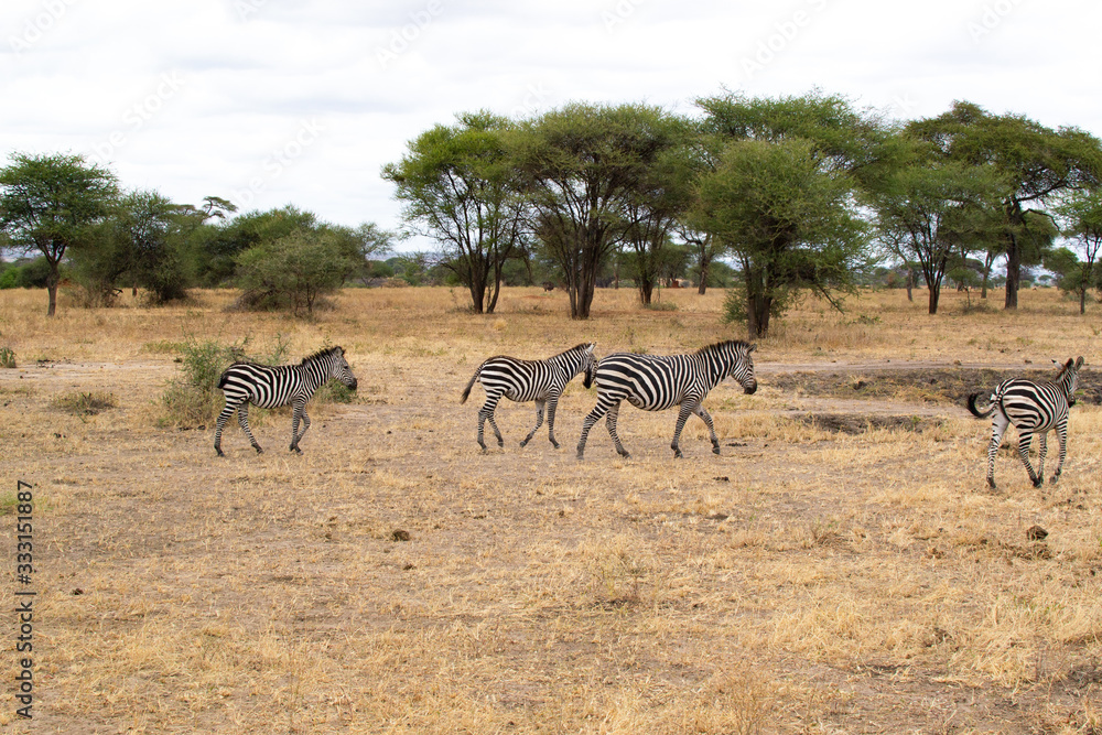 Group of zebras walking in the savannah of Tarangire National Park, in Tanzania Group of zebras walking in the savannah of Tarangire National Park, in Tanzania