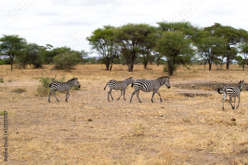 Fototapeta Naklejka Na Ścianę i Meble -  Group of zebras walking in the savannah of Tarangire National Park, in Tanzania