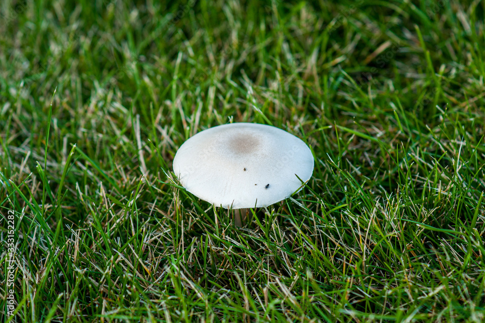 Champignon cultivation on a green meadow Champignon cultivation on a green meadow