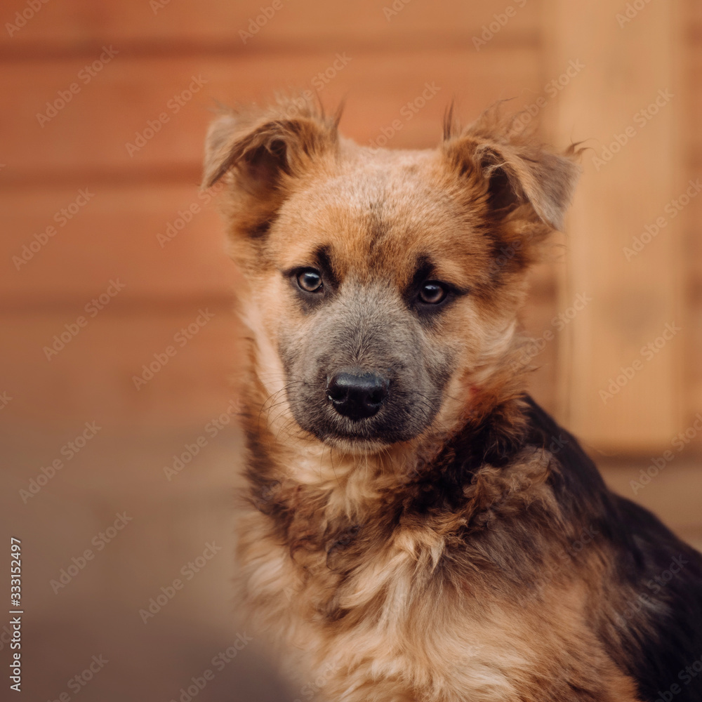 young mixed breed puppy portrait young mixed breed puppy portrait
