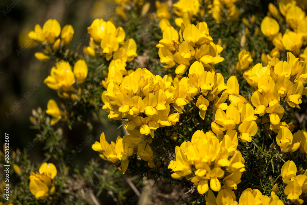 Common Gorse (Ulex europaeus) bursting into flower in springtime Common Gorse (Ulex europaeus) bursting into flower in springtime