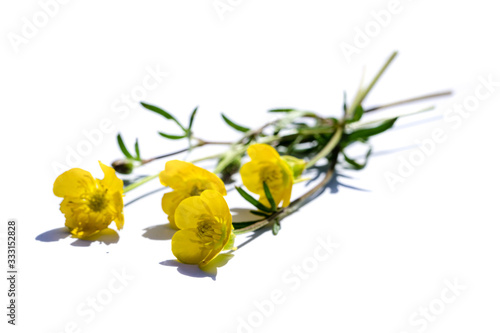 gelbe Butterblume isoliert auf weißem Hintergrund photo