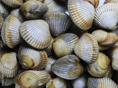  A lot of Cockles on a white background