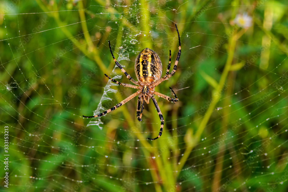 Yellow black spider after rain shower. A spider covered with drops of water. Yellow black spider after rain shower. A spider covered with drops of water.
