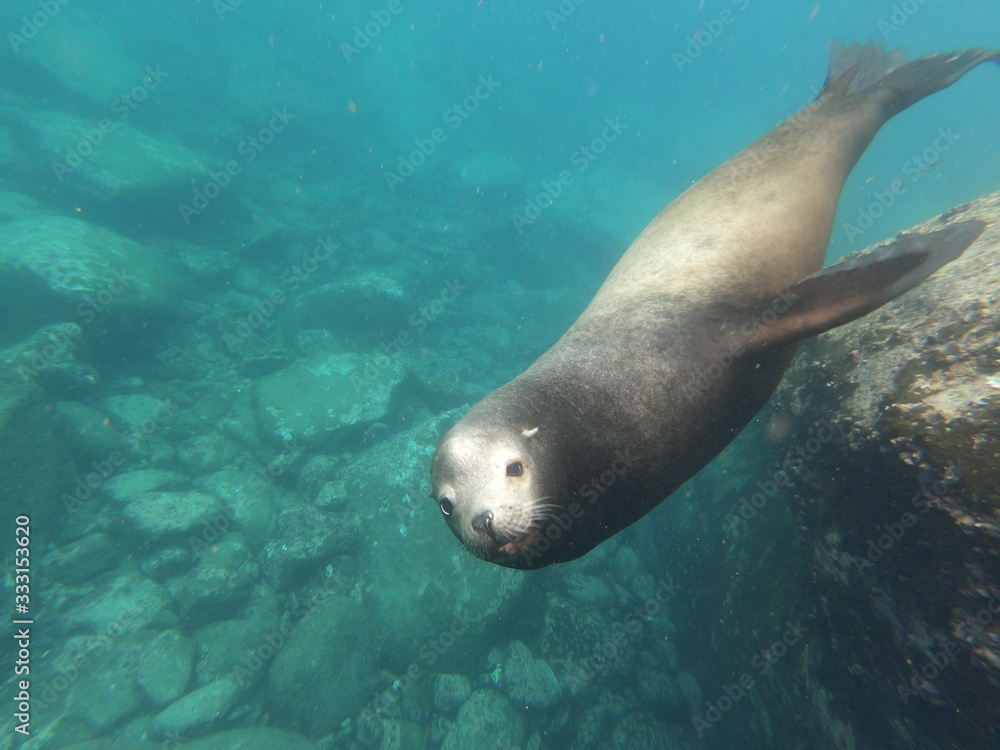 Fototapeta premium Sea lion underwater