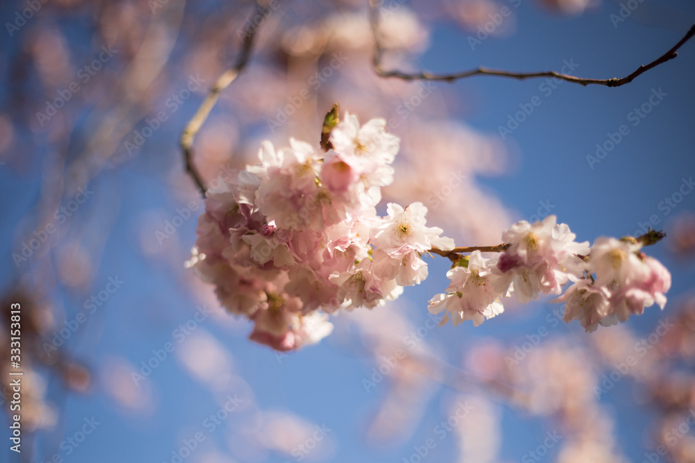 rosa Kirschblüten von japanischen Zierkirschen rosa Kirschblüten von japanischen Zierkirschen