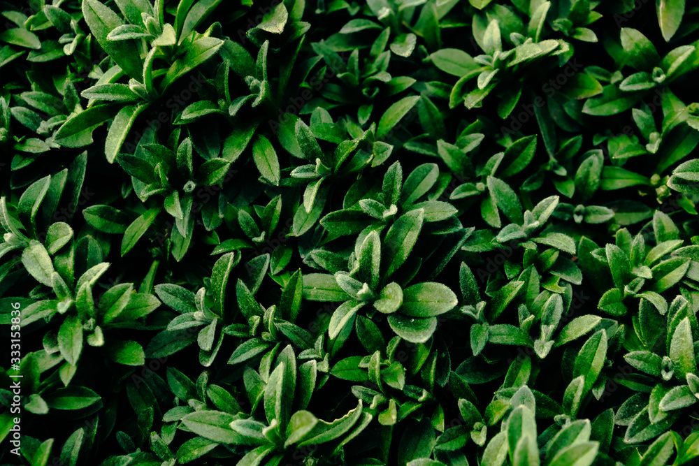 Fototapeta premium Green background from decorative lawn plants