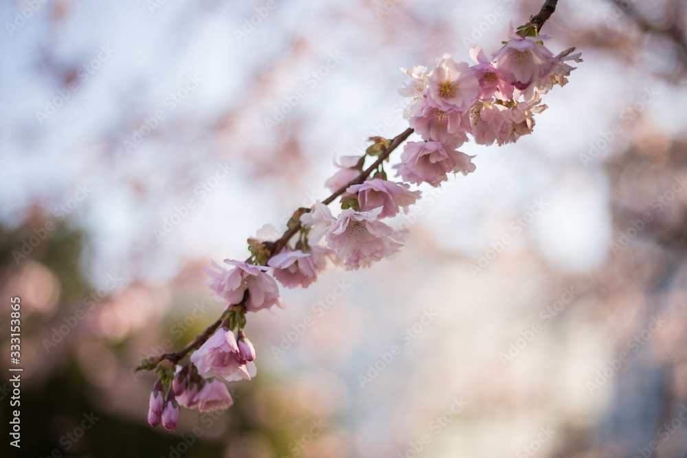 rosa Kirschblüten von japanischen Zierkirschen rosa Kirschblüten von japanischen Zierkirschen