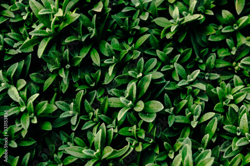 Green background from decorative lawn plants