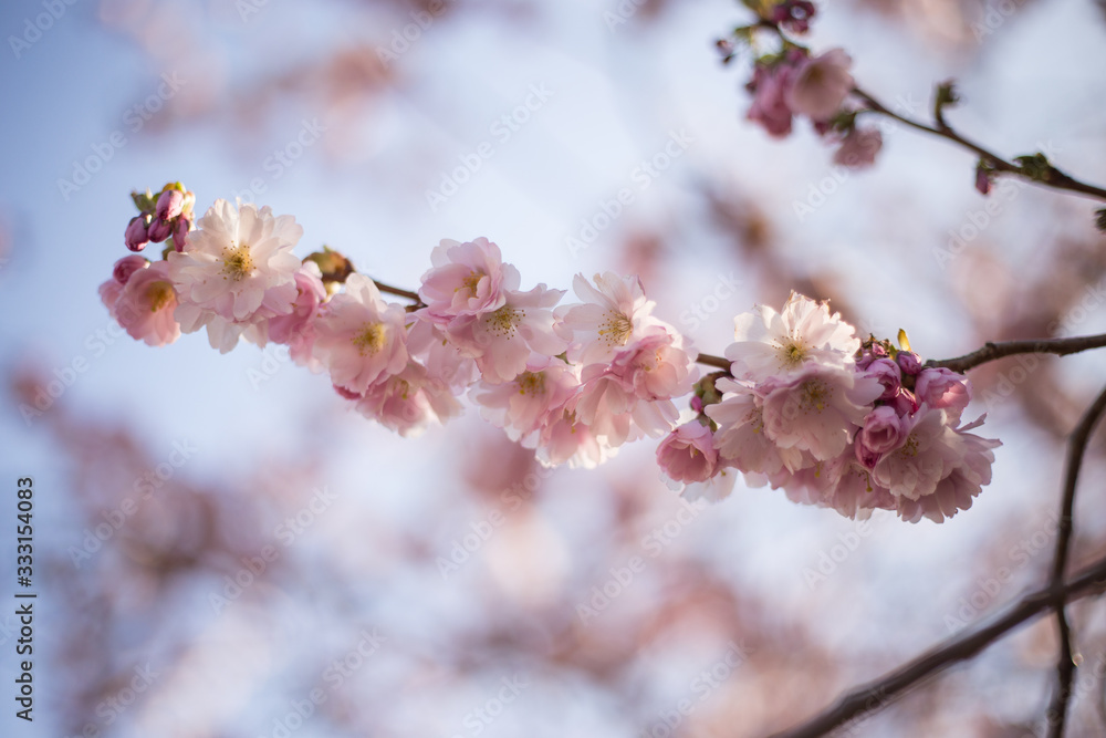 rosa Kirschblüten von japanischen Zierkirschen
