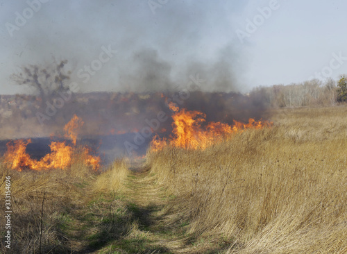 Dry grass burning in bright sunny day. Spring. Ukraine. © Tamara