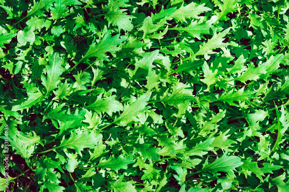 green background texture of the leaves of the arugula salad. healthy diet green background texture of the leaves of the arugula salad. healthy diet