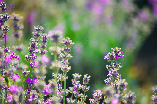 Violet lavender flowers close up. Lavender field in the village. Lavender flowers on farm. Selective focus image.