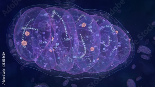 Mitochondria, Cell Organelle that Produces Energy photo