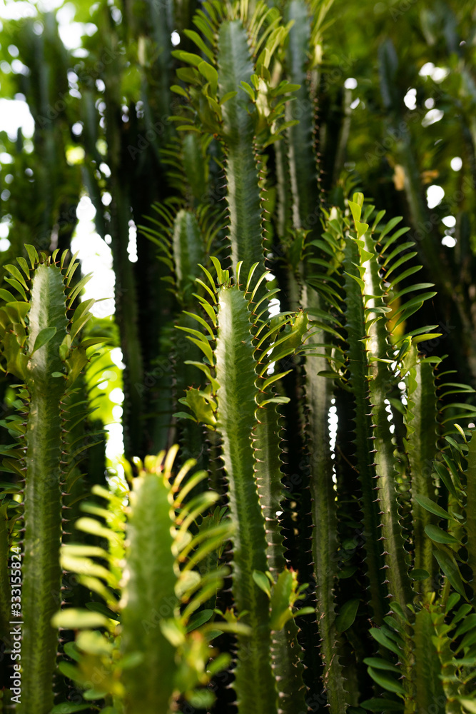 The culture and nature of a tropical island is conveyed. Plants and wildlife. Rocks and leaves of plants. Green grass and shrubs. Exotic Indonesia and Bali The culture and nature of a tropical island is conveyed. Plants and wildlife. Rocks and leaves of plants. Green grass and shrubs. Exotic Indonesia and Bali