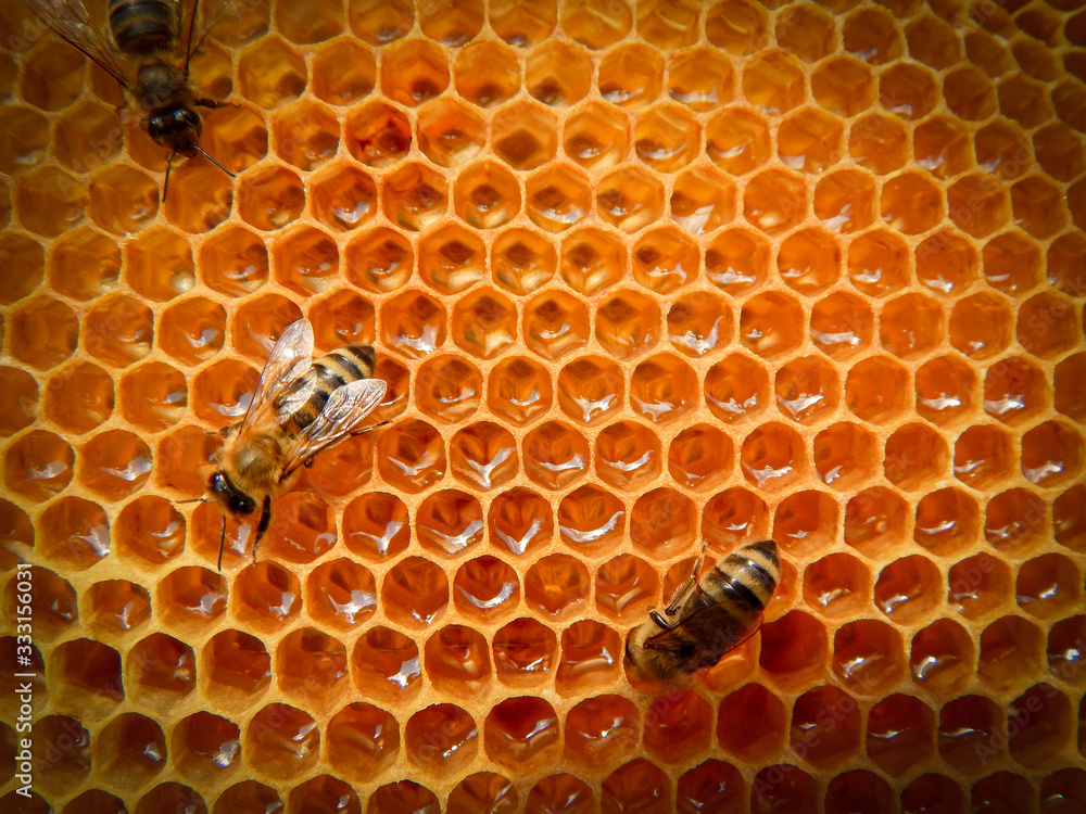 bee on honeycombs with honey slices nectar into cells. bee on honeycombs with honey slices nectar into cells.