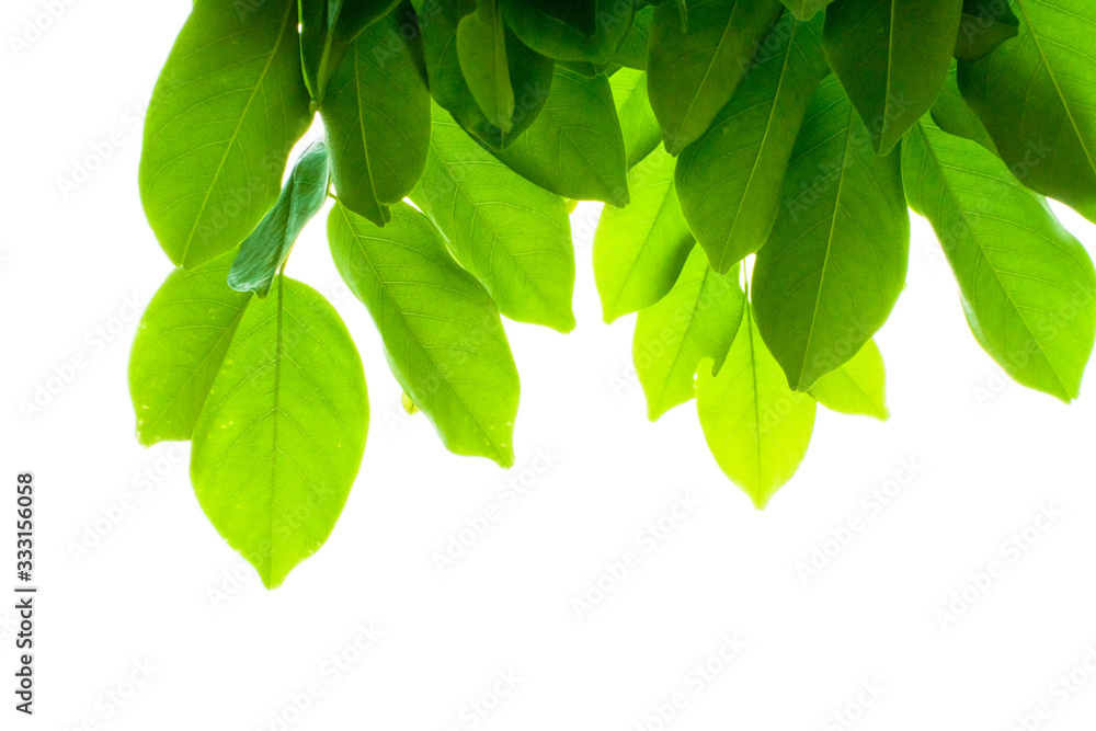 Isolate leaves on the white background. Green leaves for background.Fresh leaves.branch with green leaves isolated on white. Isolate leaves on the white background. Green leaves for background.Fresh leaves.branch with green leaves isolated on white.