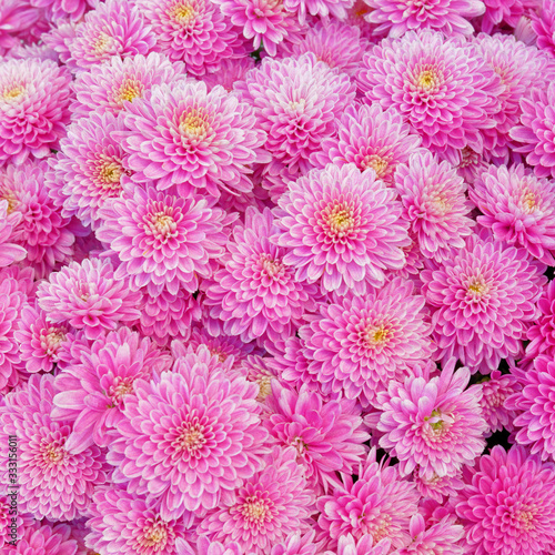 colorful pink chrysanthemums top view  natural background