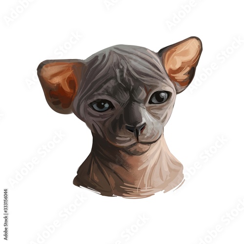 Sphynx cat breed known for lack of coat fur isolated. Digital art illustration of pussy kitten portrait, feline food cover design, veterinary vet clinic label. Fluffy domestic pet, t-shirt print.