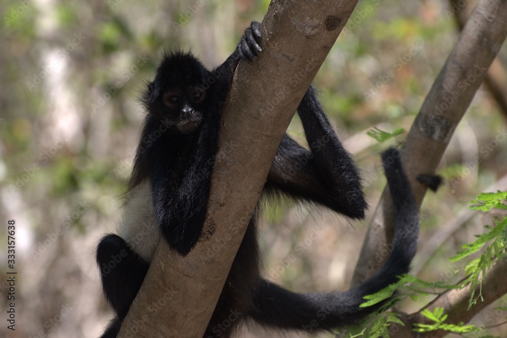 Obraz premium Spider monkey