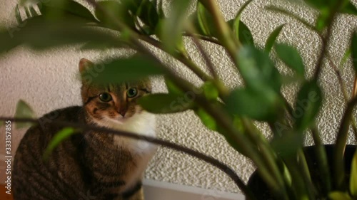 The cat sits next to the flower