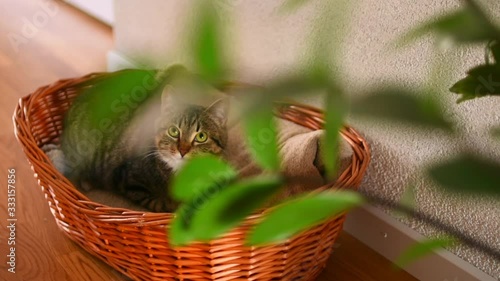 The cat is lying in the basket