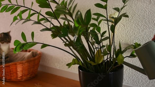 Watering the flowers. Man pours flowers and next to sits cat