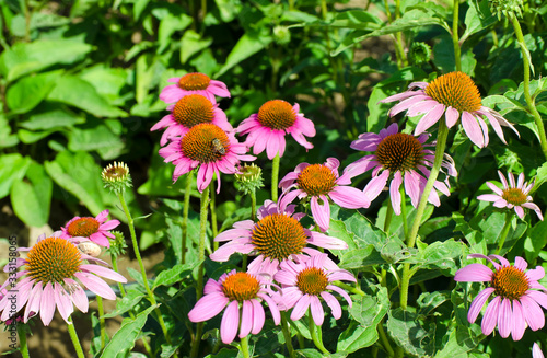 Bright pink echinacea flowers close-up. A vibrant growing patch of Echinacea Purpurea also known as Purple Coneflower. 