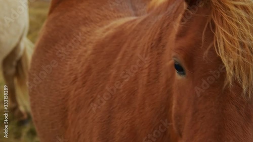 The Chestnut Icelandic Horse With Blonde Colored Mane Looking Around In The Greenfield In Iceland. -close up shot photo