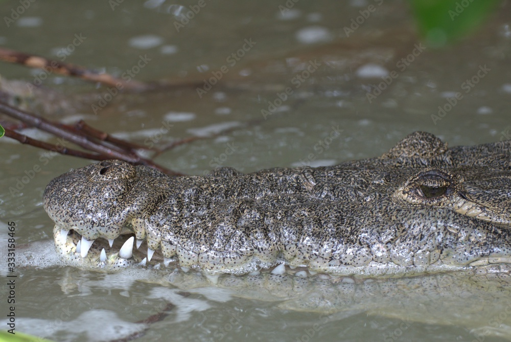 teeth of crocodile teeth of crocodile