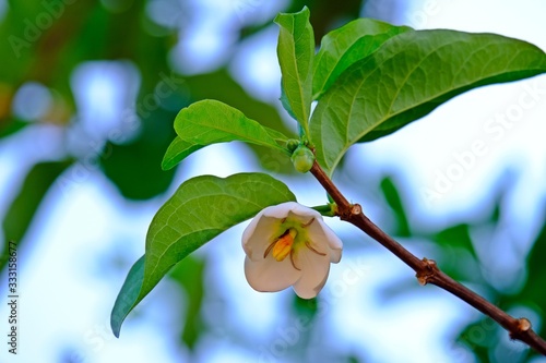 Beautiful Divine Jasmine (Tamilnadia uliginosa) flower in the garden. photo