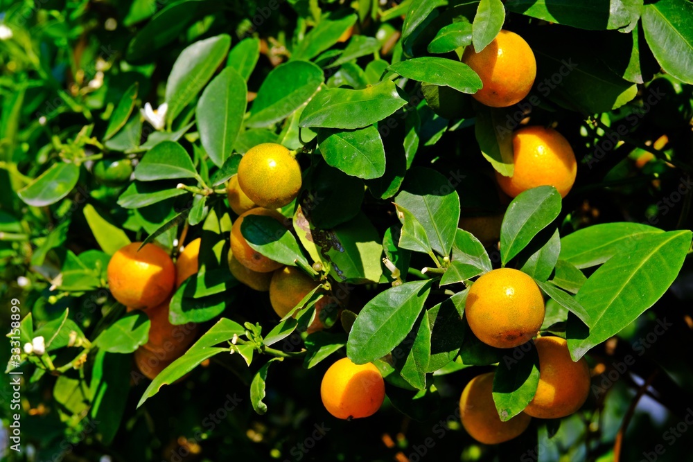 Ripen oranges on branches in the garden.