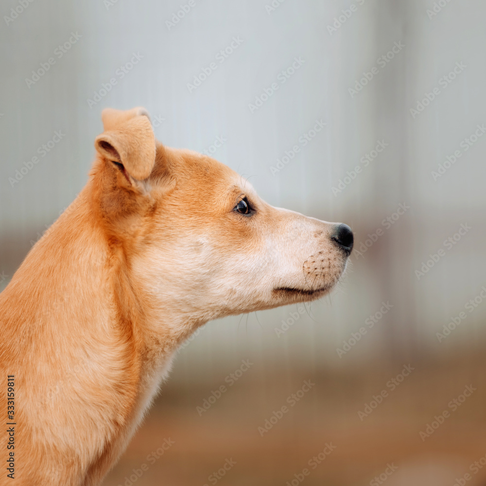 mixed breed puppy portrait close up outdoors mixed breed puppy portrait close up outdoors