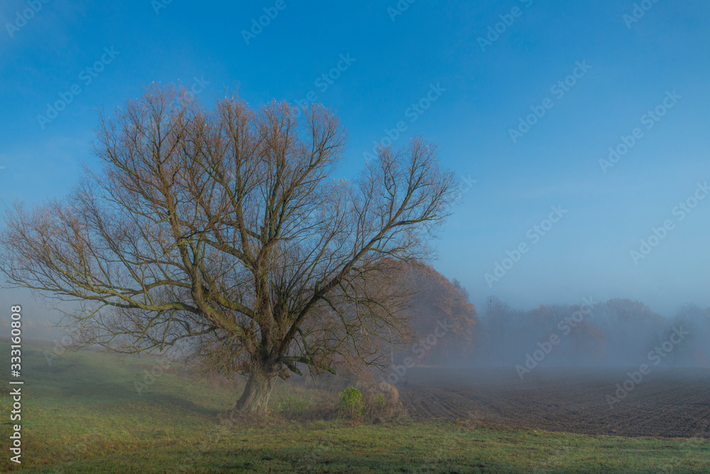 An old willow tree among fields and meadows; the mist and blue sky.