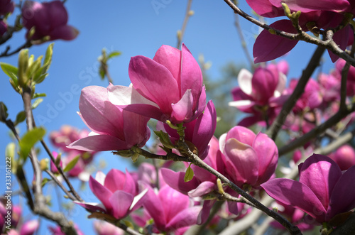Magnolia flower  tree branches with large fragrant magnolia flowers