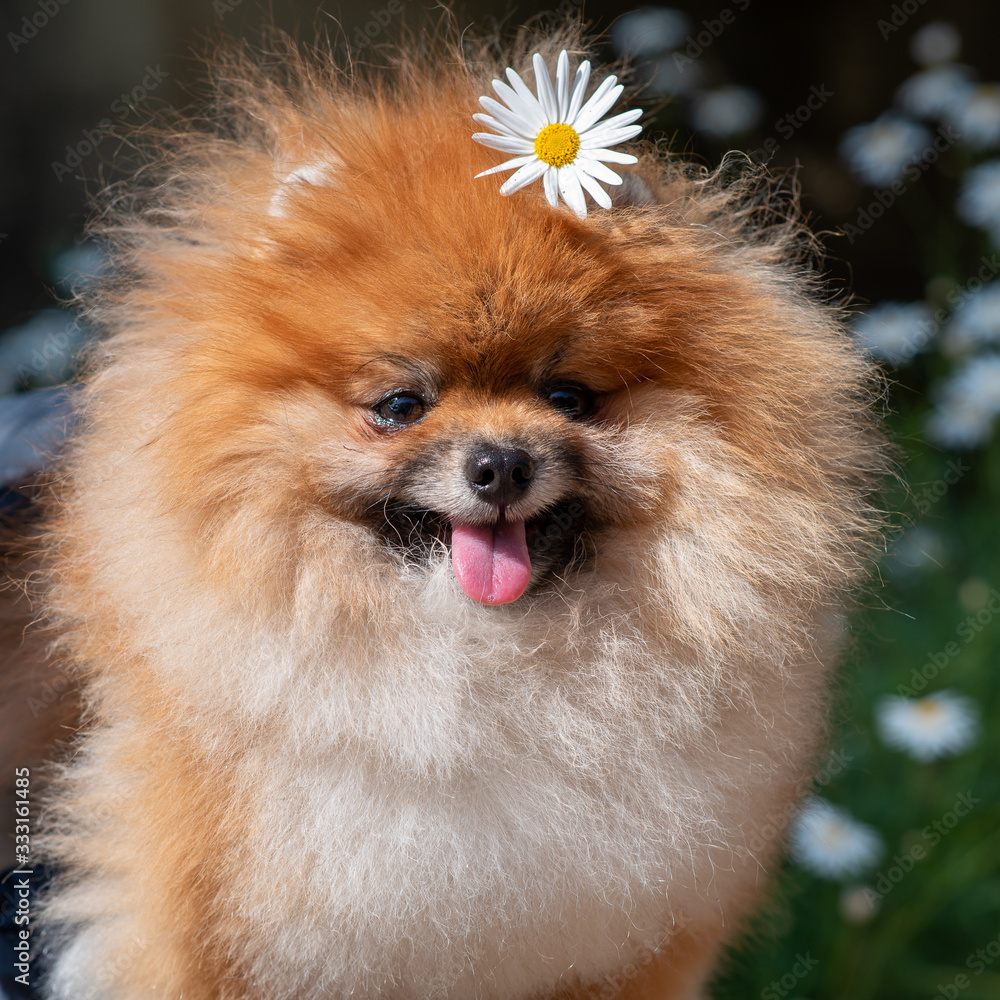 dog portrait with camomile