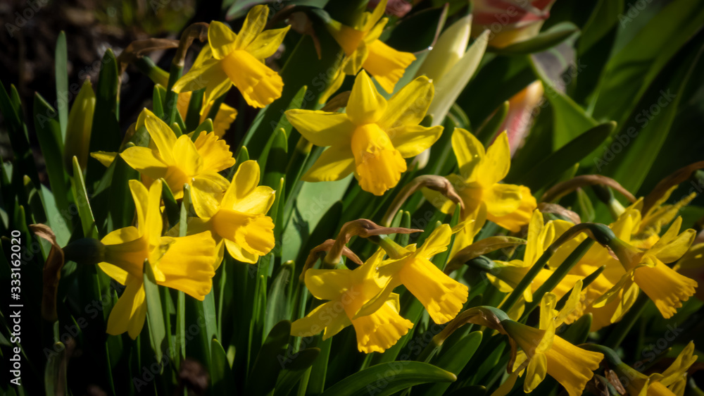 Obraz premium Osteglockenim Beet