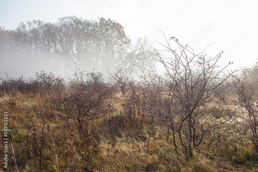 A patch of an abandoned field that overgrew with natural vegetation - mostly shrubs