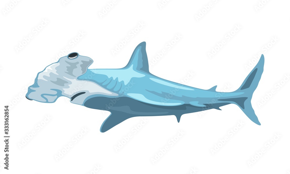Fototapeta premium Hammerhead shark has head, which is flattened and laterally extended into hammer shape. Toothed predatory fish. Aquatic creature, beast, monster. Vector illustration isolated on white background.